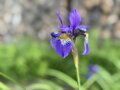 KOSATEC SIBIŘSKÝ - Iris sibirica