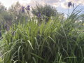 KOSATEC SIBIŘSKÝ - Iris sibirica