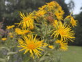 OMAN PRAVÝ - Inula helenium