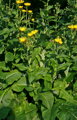 OMAN PRAVÝ - Inula helenium