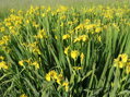 KOSATEC ŽLUTÝ - Iris pseudacorus