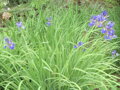 KOSATEC SIBIŘSKÝ - Iris sibirica