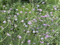 CHRASTAVEC MAKEDONSKÝ - Knautia macedonica ´Melton Pastels´