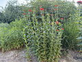 KOHOUTEK CHALCEDONSKÝ - Lychnis chalcedonica ´Red´