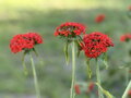 KOHOUTEK CHALCEDONSKÝ - Lychnis chalcedonica ´Red´