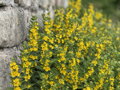 VRBINA TEČKOVANÁ - Lysimachia punctata