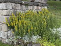 VRBINA TEČKOVANÁ - Lysimachia punctata