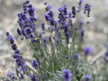 LEVANDULE  - Lavandula angustifolia 'Hidcote´