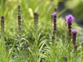 ŠUŠKARDA KLASNATÁ (SHORAKVĚT) - Liatris spicata ´Kobold´