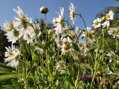 LUHOVNICE POZDNÍ - Leucanthemella serotina