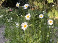 KOPRETINA - Leucanthemum vulgare ´May Queen´
