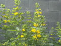 VRBINA TEČKOVANÁ - Lysimachia punctata