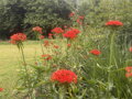 KOHOUTEK CHALCEDONSKÝ - Lychnis chalcedonica ´Red´