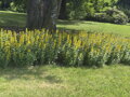 VRBINA TEČKOVANÁ - Lysimachia punctata