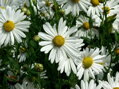 LUHOVNICE POZDNÍ - Leucanthemella serotina