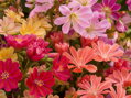 3 KS LEVISIE - Lewisia hybrida ´Elise´