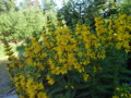 VRBINA TEČKOVANÁ - Lysimachia punctata