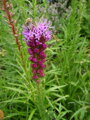 ŠUŠKARDA KLASNATÁ (SHORAKVĚT) - Liatris spicata ´Kobold´