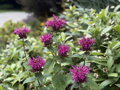 ZAVINUTKA PODVOJNÁ - Monarda didyma ´Purple Knight´