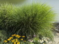 OZDOBNICE ČÍNSKÁ - Miscanthus sinensis ´Gracillimus´