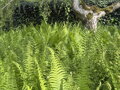 PÉROVNÍK PŠTROSÍ - Matteuccia struthiopteris