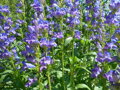 DRAČÍK VZPŘÍMENÝ - Penstemon strictus