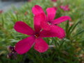 PLAMENKA - Phlox douglasii ' Ochsenblut'