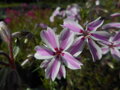PLAMENKA ŠÍDLOVITÁ - Phlox subulata 'Candy Stripes'