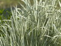 CHRASTICE RÁKOSOVITÁ - Phalaris arundinacea 'Feecey's variety'
