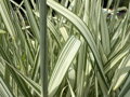 CHRASTICE RÁKOSOVITÁ - Phalaris arundinacea 'Feecey's variety'
