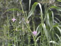 ŘETĚZOVKA VIRŽINSKÁ - Physostegia virginiana ´Rose´