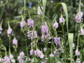 ŘETĚZOVKA VIRŽINSKÁ - Physostegia virginiana ´Rose´