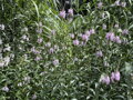 ŘETĚZOVKA VIRŽINSKÁ - Physostegia virginiana ´Rose´