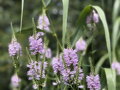 ŘETĚZOVKA VIRŽINSKÁ - Physostegia virginiana ´Rose´