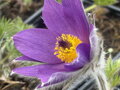 KONIKLEC OBECNÝ - Pulsatilla vulgaris ´Bells Violet´