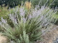 PEROVSKIE LEBEDOLISTÁ (ŠALVĚJ YANGOVA, RUSKÁ ŠALVĚJ) - Perovskia atriplicifolia