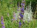 DRAČÍK VZPŘÍMENÝ - Penstemon strictus