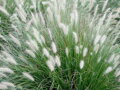 DOCHAN PSÁRKOVITÝ (VOUSATEC) - Pennisetum alopecuroides  'Little Honey'
