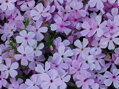 PLAMENKA ŠÍDLOVITÁ - Phlox subulata ´Emerald Cushion Blue´