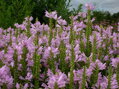 ŘETĚZOVKA VIRŽINSKÁ - Physostegia virginiana ´Rose´