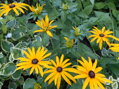 TŘAPATKA LESKLÁ - Rudbeckia fulgida 'Goldsturm'