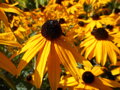 TŘAPATKA LESKLÁ - Rudbeckia fulgida 'Goldsturm'