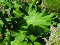 REBARBORA (REVEŇ) KADEŘAVÁ - Rheum rhabarbarum