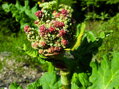 REBARBORA (REVEŇ) KADEŘAVÁ - Rheum rhabarbarum