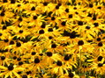 TŘAPATKA LESKLÁ - Rudbeckia fulgida 'Goldsturm'