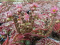 NETŘESK - Sempervivum hybridum ´Sprite´