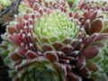 NETŘESK - Sempervivum hybridum ´Moerkerk´s Merit´