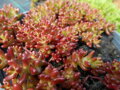  ROZCHODNÍK BÍLÝ - Sedum album ´Coral Carpet´