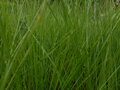 OPADAVEC - Sporobolus heterolepis