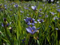  BADIL ÚZKOLISTÝ - Sisyrinchium angustifolium